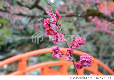 Admire the Korin plum blossoms at Shimogammo Shrine, a World Heritage Site in Kyoto City, in early spring Admire the Korin plum blossoms at Shimogammo Shrine, a World Heritage Site in Kyoto City, in early spring 87474261