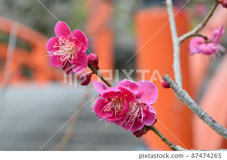 早春來到的京都市世界遺產下金神社的光林之梅 87474265