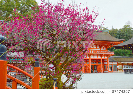 早春來到的京都市世界遺產下金神社的光林梅花和塔門 早春來到的京都市世界遺產下金神社的光林梅花和塔門 87474267