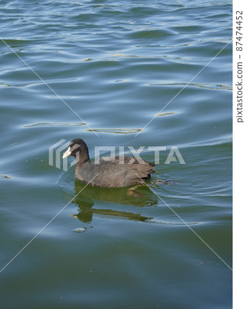 野鳥(庫特) 野鳥(庫特) 87474452