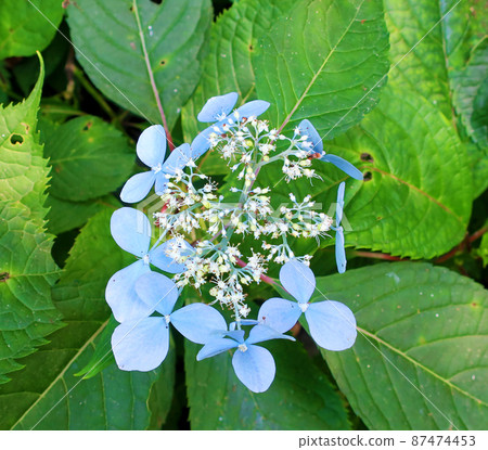 Hydrangea serrata in the mountains of Hokkaido 87474453