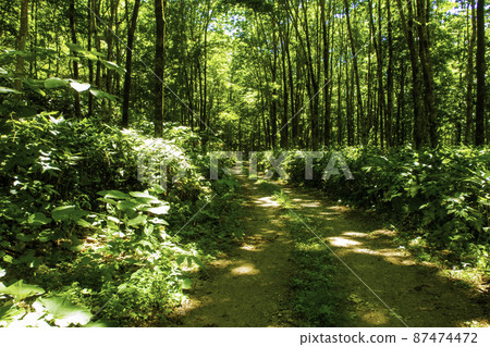 Hokkaido forest path in early summer Hokkaido forest path in early summer 87474472
