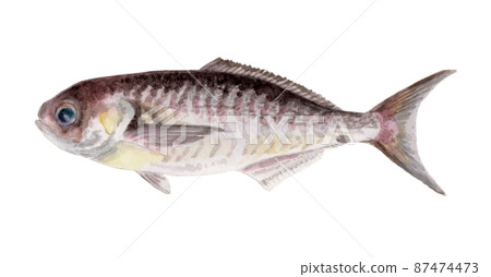 Hand-painted watercolor of medai 87474473