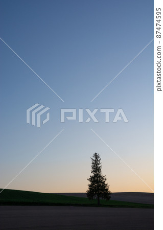 Beautiful spring dusk sky and pine trees Biei 87474595
