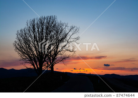 Dusk sky and big tree silhouette Dusk sky and big tree silhouette 87474644