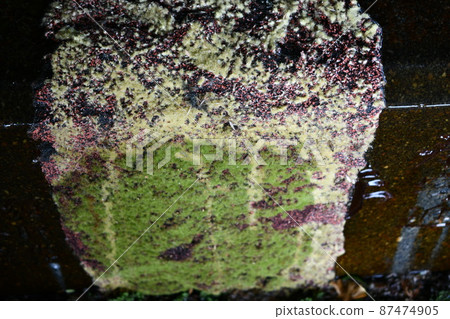 夏日熊野神社的一塊大長滿苔蘚的岩石 87474905