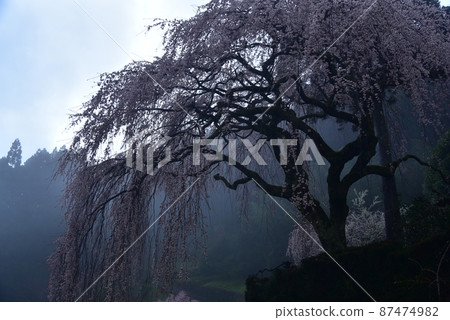 200年樹齡的垂枝櫻花，在小雨中熠熠生輝 87474982
