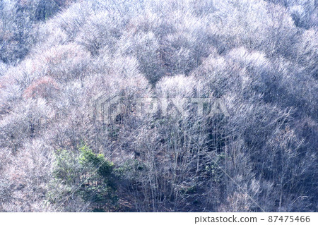Ice-covered trees sparkling as they reflect the winter sun Ice-covered trees sparkling as they reflect the winter sun 87475466