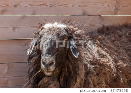 Brown curly sheep at the fence. Curly long hair. White crest. Lop-eared. Big eyes. Brown curly sheep at the fence. Curly long hair. White crest. Lop-eared. Big eyes. 87475968