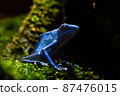 Yadokuda frog 87476015