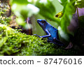 Yadokuda frog 87476016