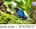 Yadokuda frog 87476017