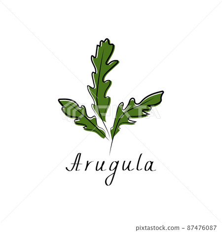 Arugula, rucola, rocket salad sign. Vegetable herb isolated icon for farm market, vegetarian salad recipe design. Vector illustration in flat style 87476087
