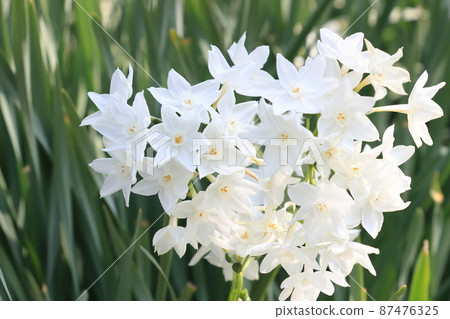 Narcissus Paper White White Narcissus Narcissus Paper White White Narcissus 87476325