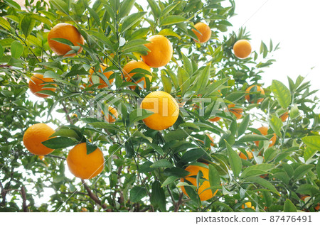 Amanatsu 生長的柑橘樹 Amanatsu 生長的柑橘樹 87476491