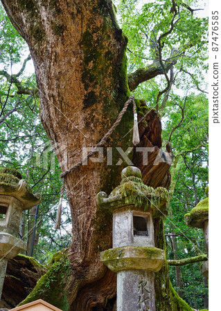 奈良春日大社若宮奧壽 奈良春日大社若宮奧壽 87476585