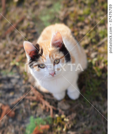 Mike cat 87476789