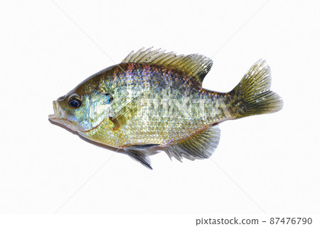 Blue Gill 87476790