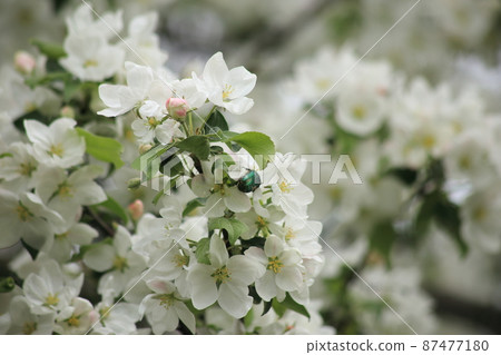 Background of white apple tree blossoms. High quality photo 87477180