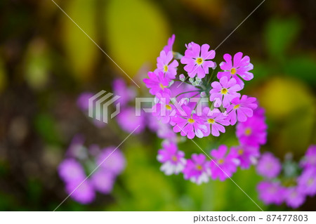 早春花報春花 早春花報春花 87477803