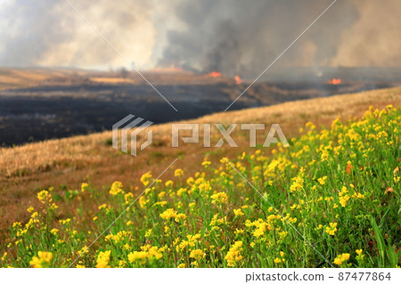 宣布春天的 Watarase Retarding Ground 的 Yoshiyaki 87477864