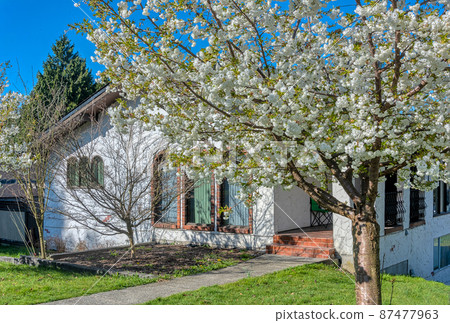Blossoming tree in front of residential house on a spring season in Canada Blossoming tree in front of residential house on a spring season in Canada 87477963