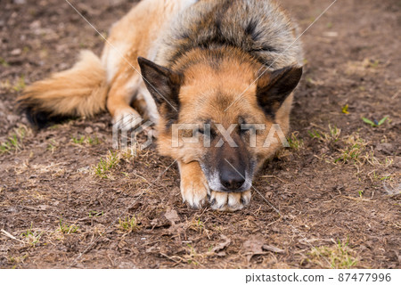 Sleeping german shepherd dog outdoor on ground 87477996