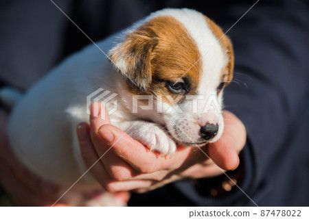 Woman adopted a puppy from an animal shelter. 87478022