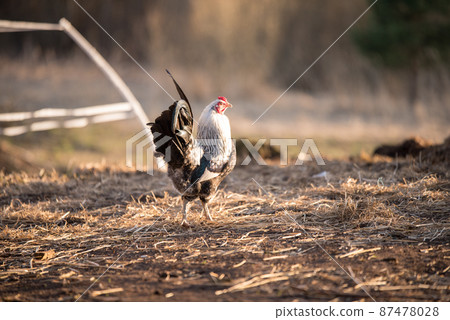 Rooster outside in the village on nature 87478028