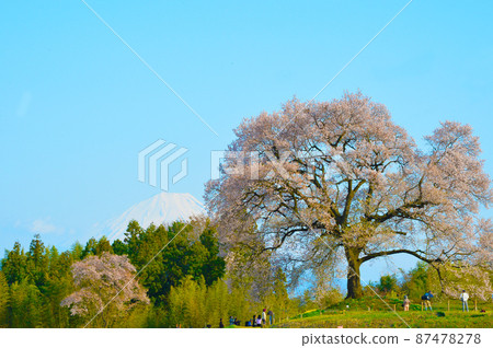 Wanitsuka cherry blossoms in full bloom against the backdrop of Mt. Fuji and Yatsugatake Wanitsuka cherry blossoms in full bloom against the backdrop of Mt. Fuji and Yatsugatake 87478278