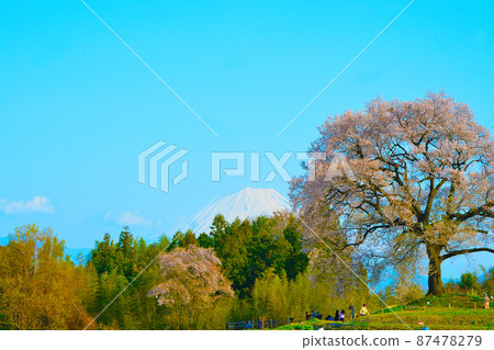 Wanitsuka cherry blossoms in full bloom against the backdrop of Mt. Fuji and Yatsugatake 87478279