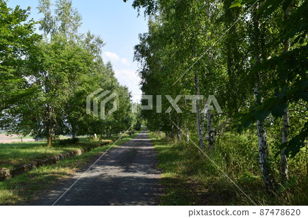 Birch road Birch road 87478620