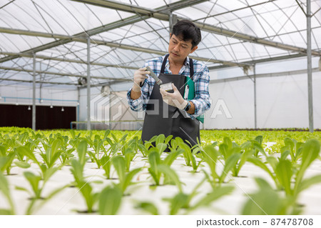 Working at a greenhouse nursery, Agronomic business concept In the greenhouse, an elderly man is working. In the hydrofarm Working at a greenhouse nursery, Agronomic business concept In the greenhouse, an elderly man is working. In the hydrofarm 87478708