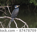 Wild bird (ecological photo, great cormorant) 87478709
