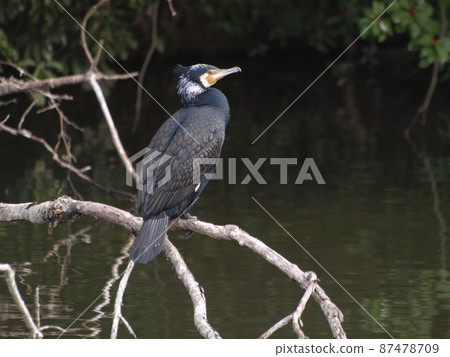 野生鳥類(生態照片,大鸕鶿) 野生鳥類(生態照片,大鸕鶿) 87478709
