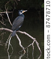Wild bird (ecological photo, great cormorant) 87478710