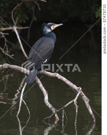 野生鳥類(生態照片,大鸕鶿) 野生鳥類(生態照片,大鸕鶿) 87478710