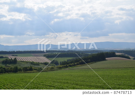 美瑛豆畑 87478713