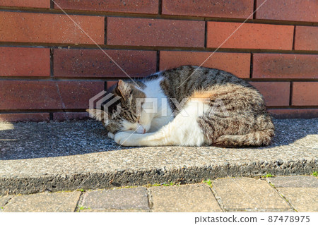 Sleeping cat Sleeping cat 87478975