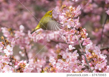 Spring-like photos of cherry blossoms and white-eye Spring-like photos of cherry blossoms and white-eye 87478983