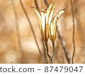 Plant (Lilium formosanum) 87479047