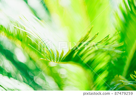 Green leaf of date palm. Macro Green leaf of date palm. Macro 87479259