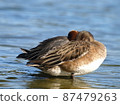 Wild bird (wigeon) 87479263