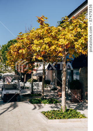 White golf cars are parked under trees with yellow leaves. Porto. Montenegro 87479336