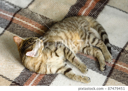 Portrait of a cute Bengal cat looking in camera, Close up Portrait of a cute Bengal cat looking in camera, Close up 87479451