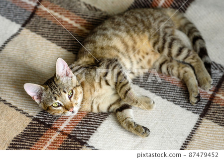 Portrait of a cute Bengal cat looking in camera, Close up 87479452