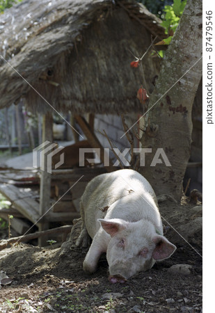 印尼巴厘島飼養的家畜豬 印尼巴厘島飼養的家畜豬 87479546