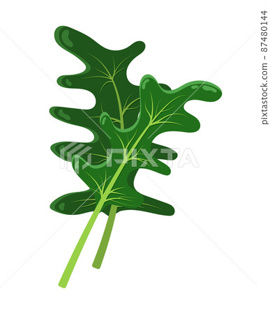 Cartton Concept of Arugula Plant, Vector Icon Cartton Concept of Arugula Plant, Vector Icon 87480144