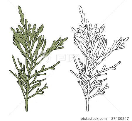 柏樹的插圖 87480247