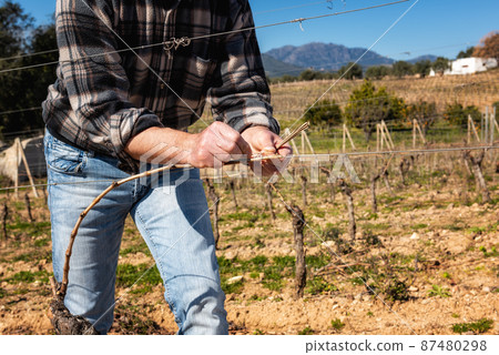 Farmer pruning the vine in winter. Agriculture. Farmer pruning the vine in winter. Agriculture. 87480298